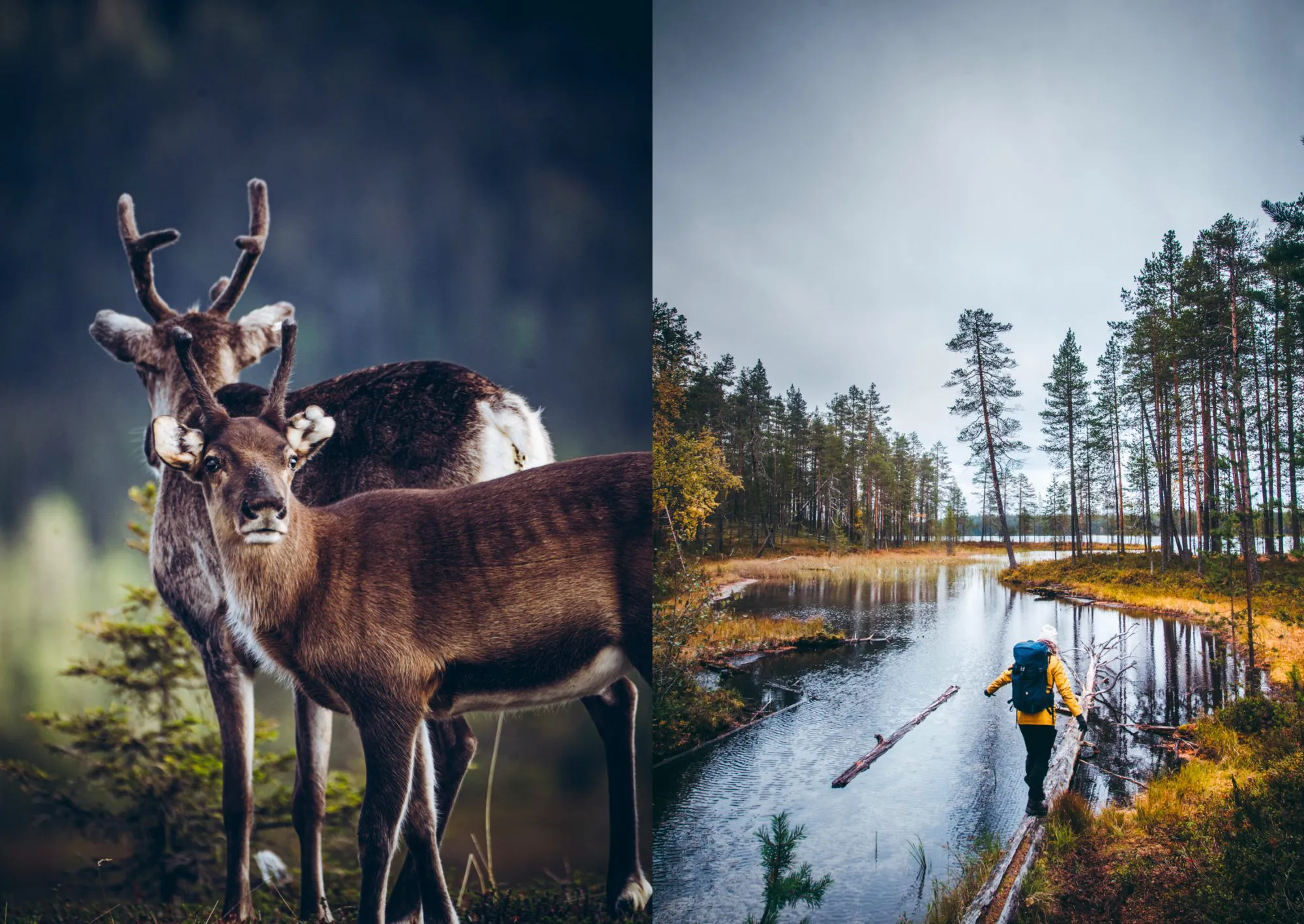 Food in the Woods - Vegetarian recipes from easy snacks to hiking meals - Image 8