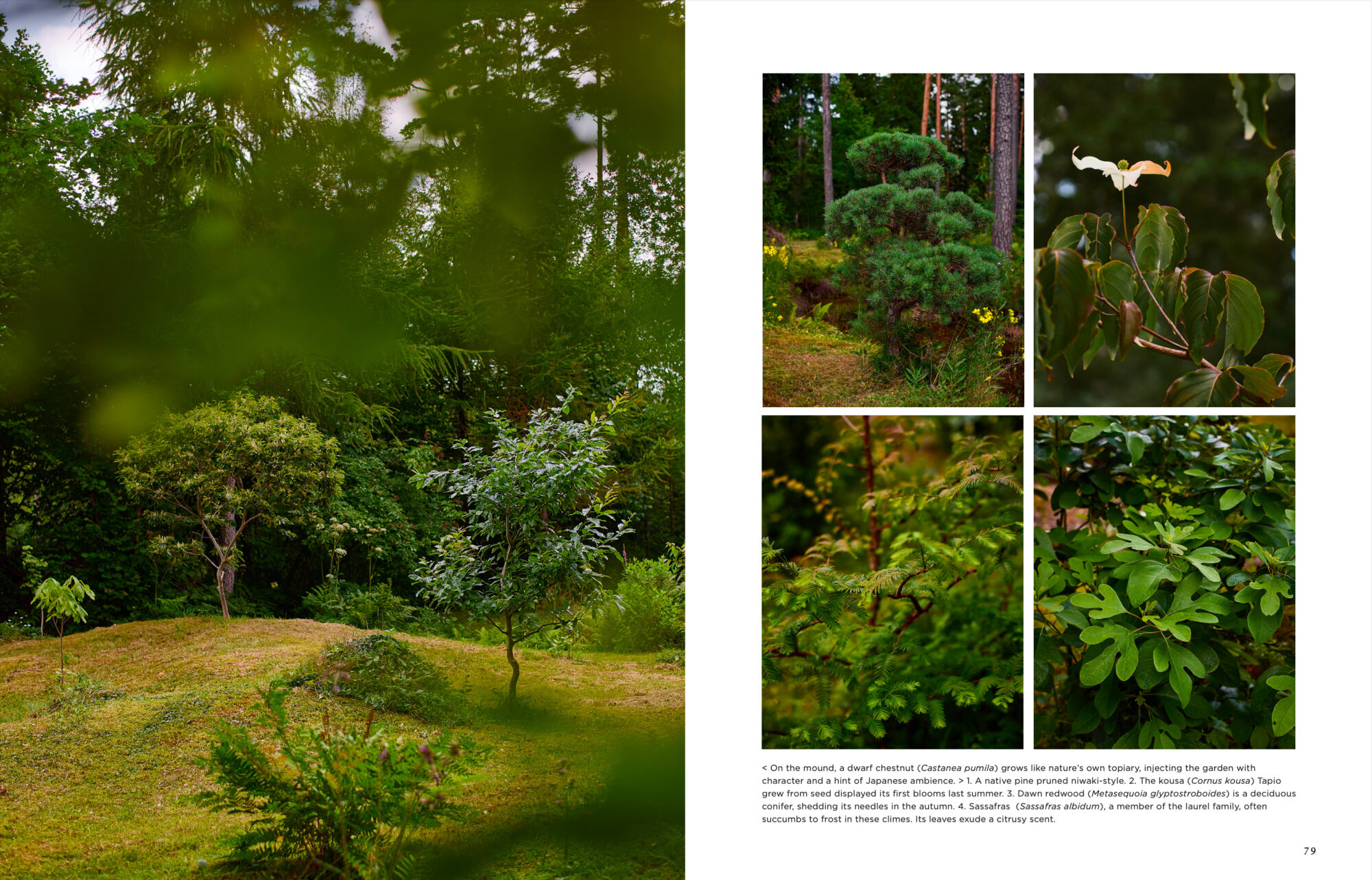 Island Gardens - Image 13