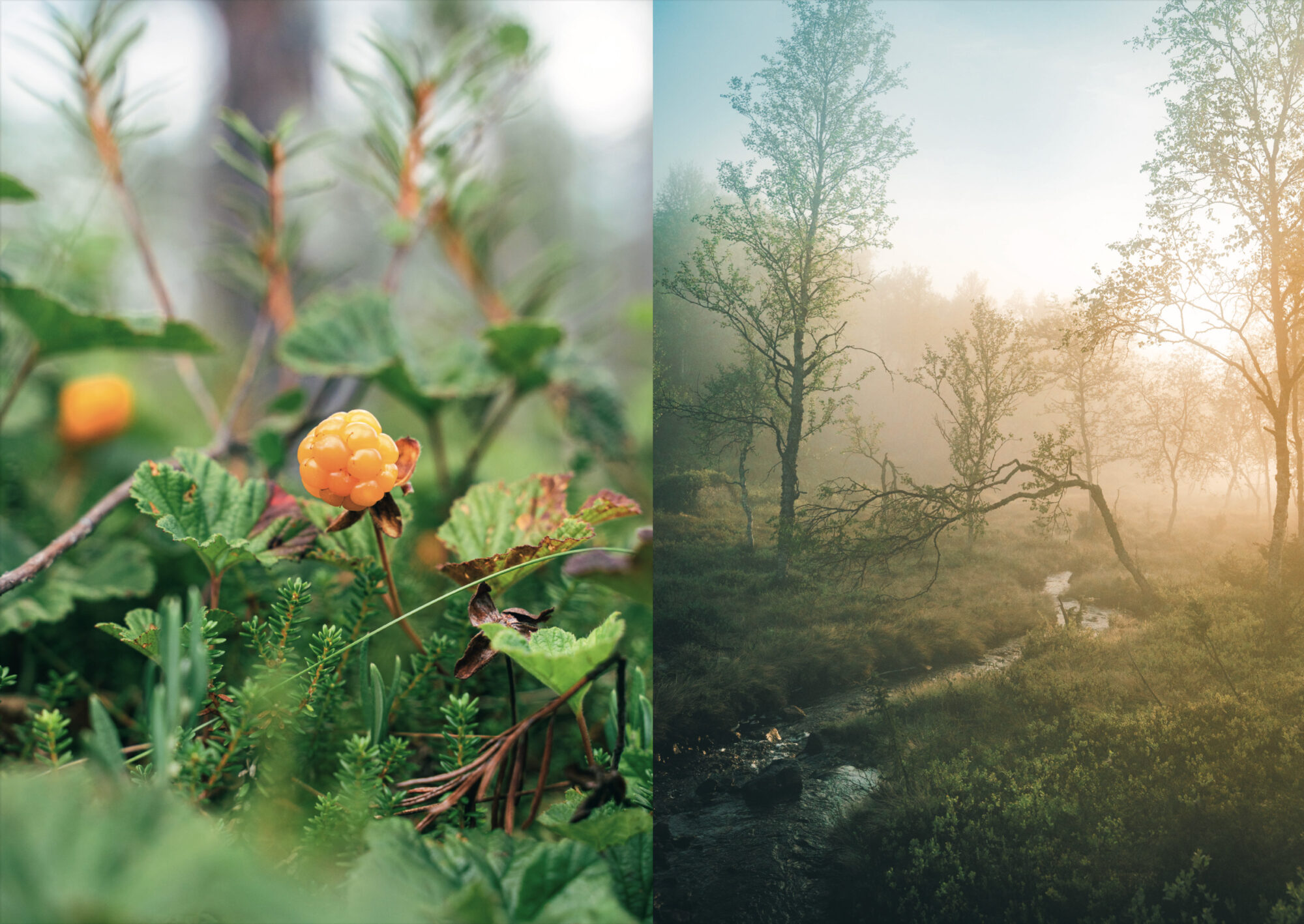 Retkiruokaa luonnosta (ennakkotilaus) - Image 6