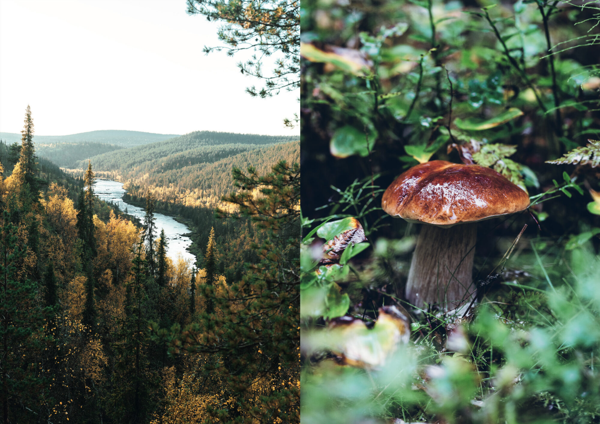 Retkiruokaa luonnosta (ennakkotilaus) - Image 8